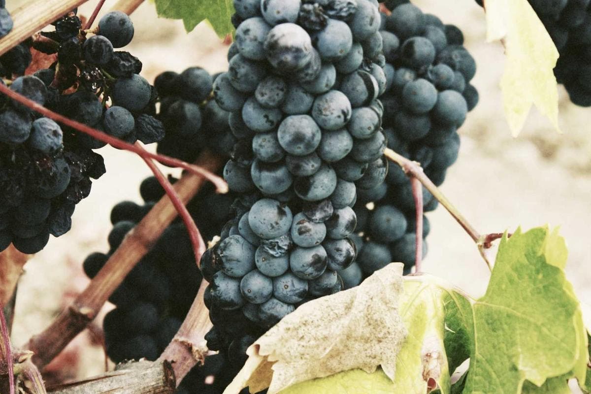 Мыс Тобизина 4